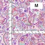 Flamenco Fabric / Paisley / JKF-081-PIPU