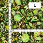 Flamenco Fabric / Butterfly Paisley / JKF-085-GR