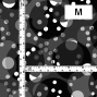 Flamenco Fabric / Dots / JKF-103-BK