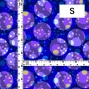 Flamenco Fabric / Dots / JKF-103-NVPU