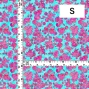 Flamenco Fabric / Rose / JKF-183-LBL