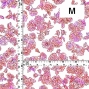 Flamenco Fabric / Rose / JKF-183-WH