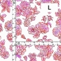 Flamenco Fabric / Rose / JKF-183-WH