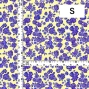 Flamenco Fabric / Rose / JKF-183-YE