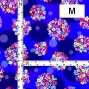 Flamenco Fabric / Floral & Dots / JKF-185-RBL