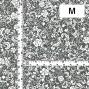 Flamenco Fabric / Small Flower / JKF-191-GY