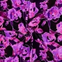 Flamenco Fabric / Rose / JKF-065-RDPU