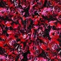 Flamenco Fabric / Rose / JKF-067-RD